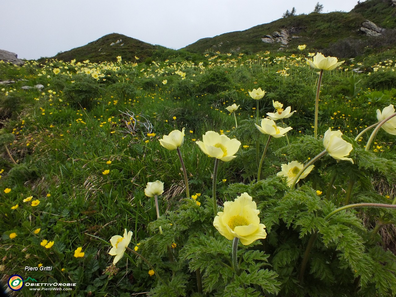 87 distese di pulsatilla alpina sulfurea.JPG